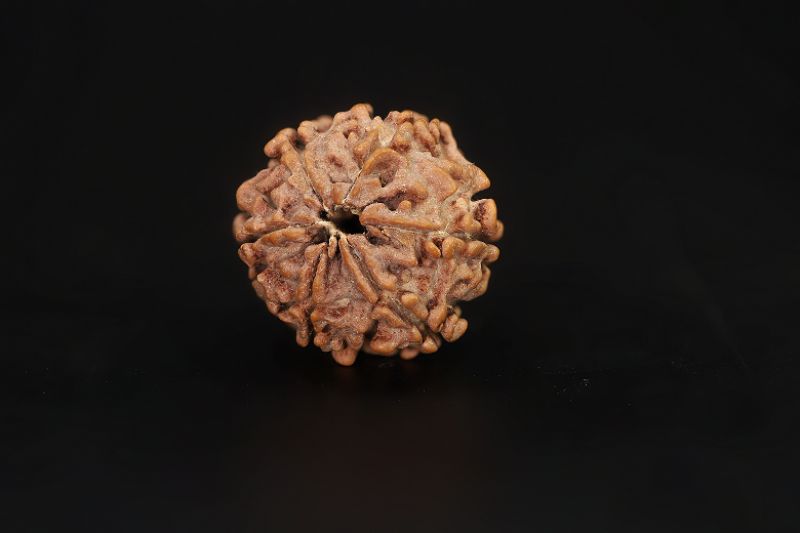 Natural 6 Mukhi Rudraksha Shanka- 17.34 X 18.32 MM Weight - Origin - Nepal