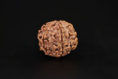 Natural 6 Mukhi Rudraksha Shanka- 17.34 X 18.32 MM Weight - Origin - Nepal