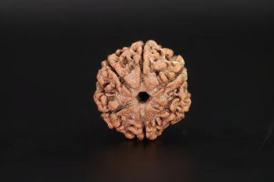 Natural 6 Mukhi Rudraksha Shanka- 19.74 X 20.35 MM Weight - Origin - Nepal