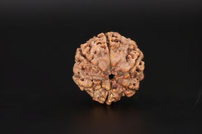 Natural 6 Mukhi Rudraksha Shanka- 19.74 X 20.35 MM Weight - Origin - Nepal