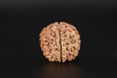 Natural 6 Mukhi Rudraksha Shanka- 19.74 X 20.35 MM Weight - Origin - Nepal