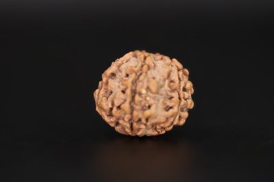 6 Mukhi Rudraksha - 16.49 X 18.72 MM Weight - Origin - Nepal