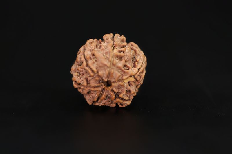 6 Mukhi Rudraksha - 18 X 18.03 MM Weight - Origin - Nepal