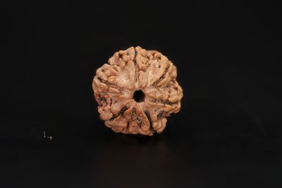 6 Mukhi Rudraksha - 18 X 18.03 MM Weight - Origin - Nepal