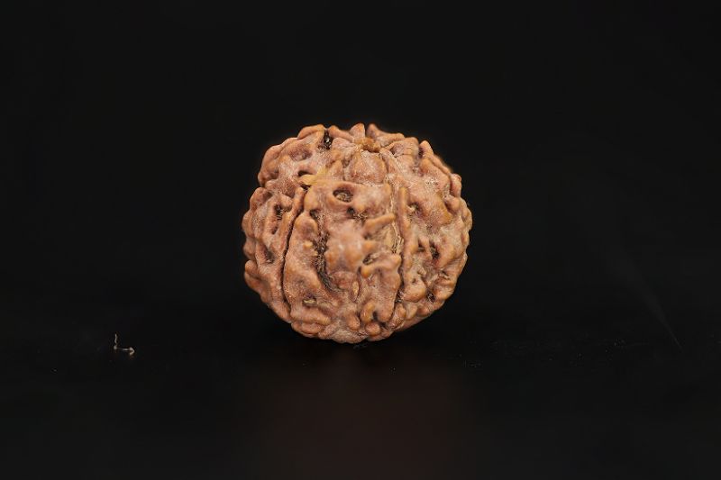 6 Mukhi Rudraksha - 18 X 18.03 MM Weight - Origin - Nepal