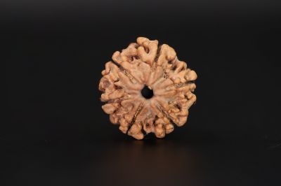 6 Mukhi Rudraksha - 17.29 X 18.04 MM Weight - Origin - Nepal