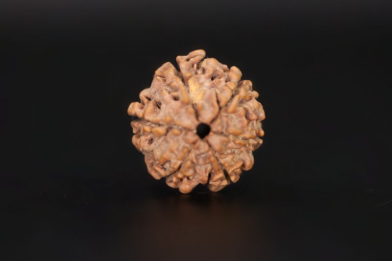 6 Mukhi Rudraksha - 17.29 X 18.04 MM Weight - Origin - Nepal