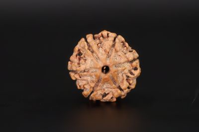 6 Mukhi Rudraksha - 18.14 X 18.78 MM Weight - Origin - Nepal