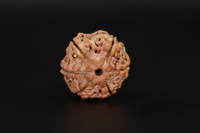 6 Mukhi Rudraksha - 18.29 X 18.51 MM Weight - Origin - Nepal