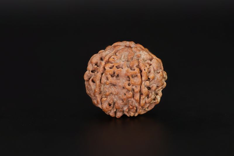 6 Mukhi Rudraksha - 18.29 X 18.51 MM Weight - Origin - Nepal