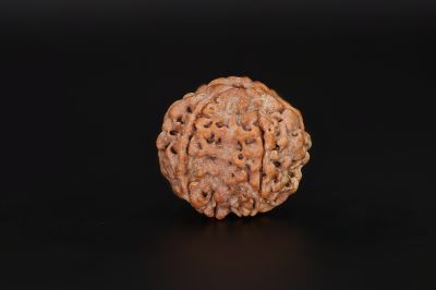 6 Mukhi Rudraksha - 18.29 X 18.51 MM Weight - Origin - Nepal