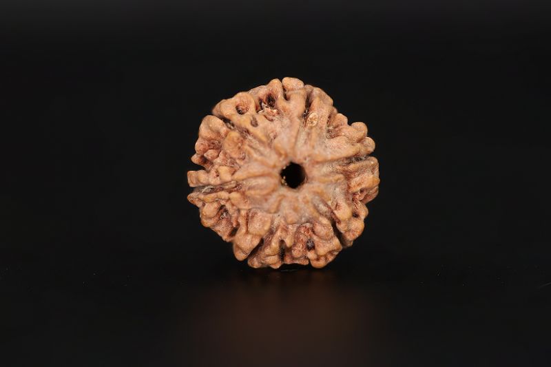 Rudraksha 6 Mukhi  Brown - 17.62 X 19.06 MM Weight - Origin - Nepal