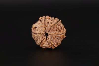 Rudraksha 6 Mukhi  Brown - 18.4 X 18.81 MM Weight - Origin - Nepal