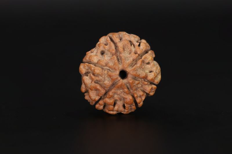 6 Mukhi Rudraksha - 17.41 X 18.07 MM Weight - Origin - Nepal