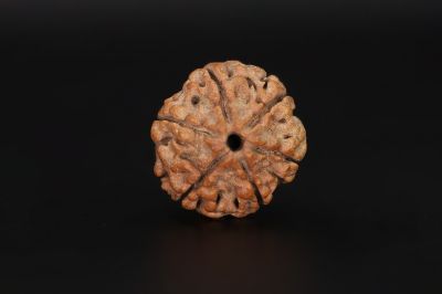 6 Mukhi Rudraksha - 17.41 X 18.07 MM Weight - Origin - Nepal