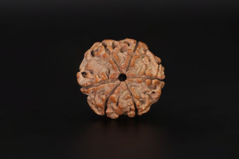 6 Mukhi Rudraksha - 17.41 X 18.07 MM Weight - Origin - Nepal