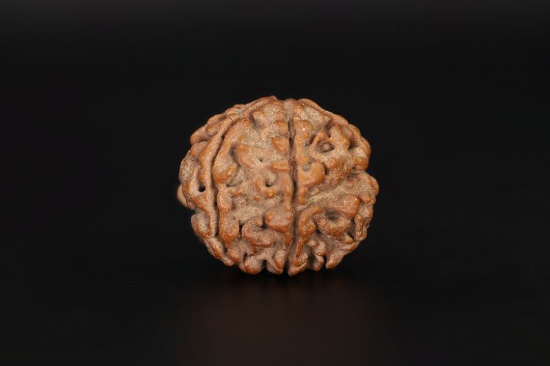 6 Mukhi Rudraksha - 17.41 X 18.07 MM Weight - Origin - Nepal