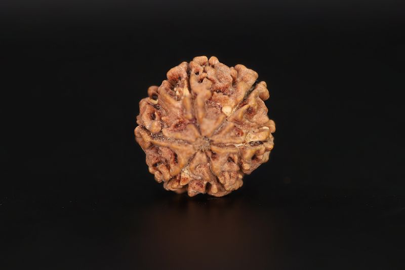 Rudraksha 6 Mukhi  Brown - 19.56 X 20.86 MM Weight - Origin - Nepal