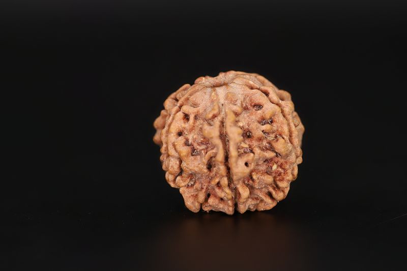 Rudraksha 6 Mukhi  Brown - 19.56 X 20.86 MM Weight - Origin - Nepal