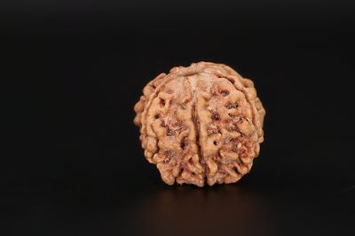 Rudraksha 6 Mukhi  Brown - 19.56 X 20.86 MM Weight - Origin - Nepal