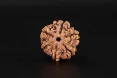 6 Mukhi Rudraksha - 17.28 X 18.88 MM Weight - Origin - Nepal