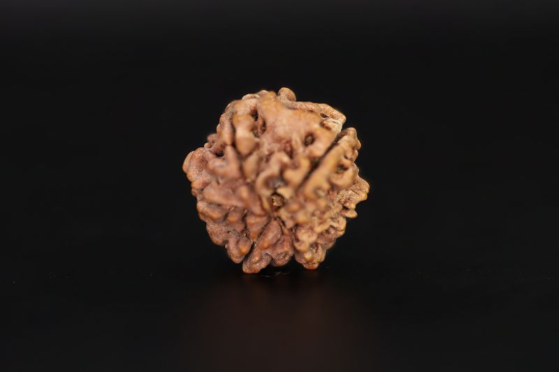 6 Mukhi Rudraksha - 17.28 X 18.88 MM Weight - Origin - Nepal