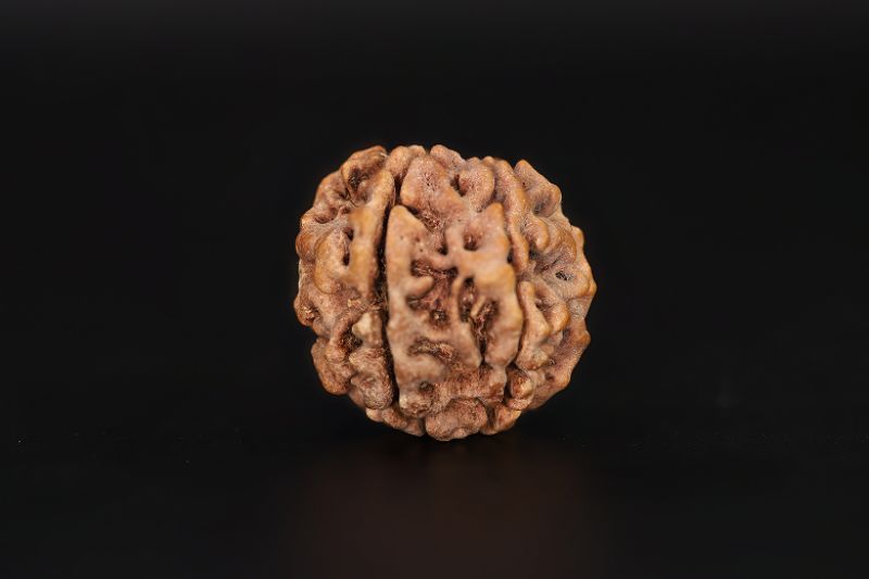 6 Mukhi Rudraksha - 17.28 X 18.88 MM Weight - Origin - Nepal