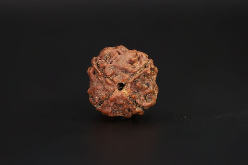 Natural 4 Mukhi Rudraksha Shanka- 15.94 X 15.5 MM Weight - Origin - Nepal