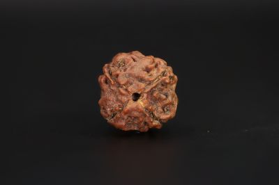 Natural 4 Mukhi Rudraksha Shanka- 15.94 X 15.5 MM Weight - Origin - Nepal