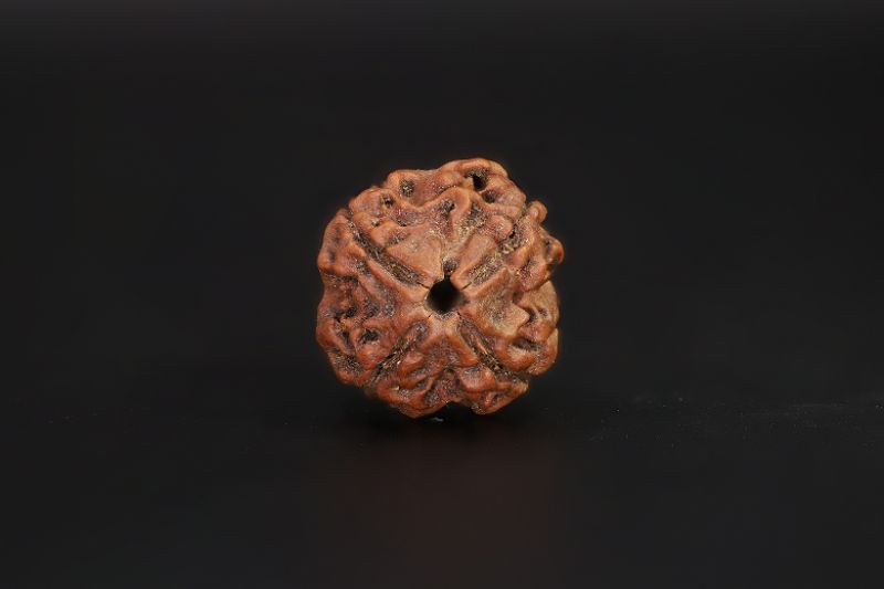Natural 4 Mukhi Rudraksha Shanka- 15.94 X 15.5 MM Weight - Origin - Nepal