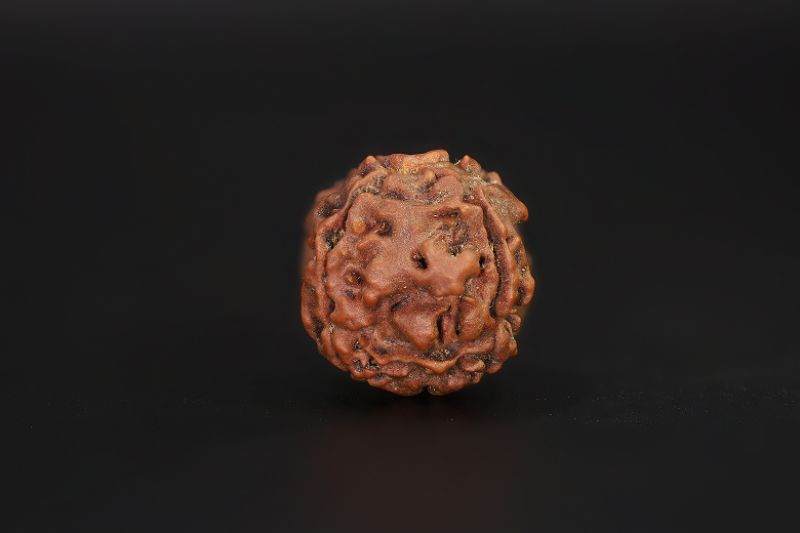 Natural 4 Mukhi Rudraksha Shanka- 15.94 X 15.5 MM Weight - Origin - Nepal