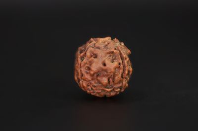 Natural 4 Mukhi Rudraksha Shanka- 15.94 X 15.5 MM Weight - Origin - Nepal