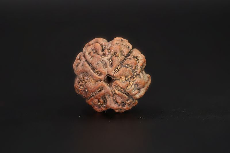 Natural 4 Mukhi Rudraksha Shanka- 19.04 X 18 MM Weight - Origin - Nepal