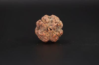 Natural 4 Mukhi Rudraksha Shanka- 19.04 X 18 MM Weight - Origin - Nepal