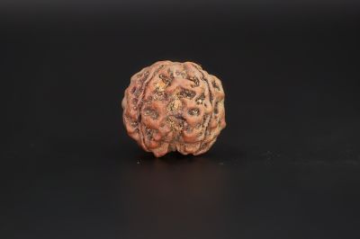 Natural 4 Mukhi Rudraksha Shanka- 19.04 X 18 MM Weight - Origin - Nepal