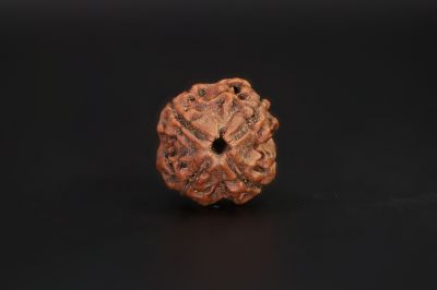 4 Mukhi Rudraksha - 15.83 X 17.26 MM Weight - Origin - Nepal