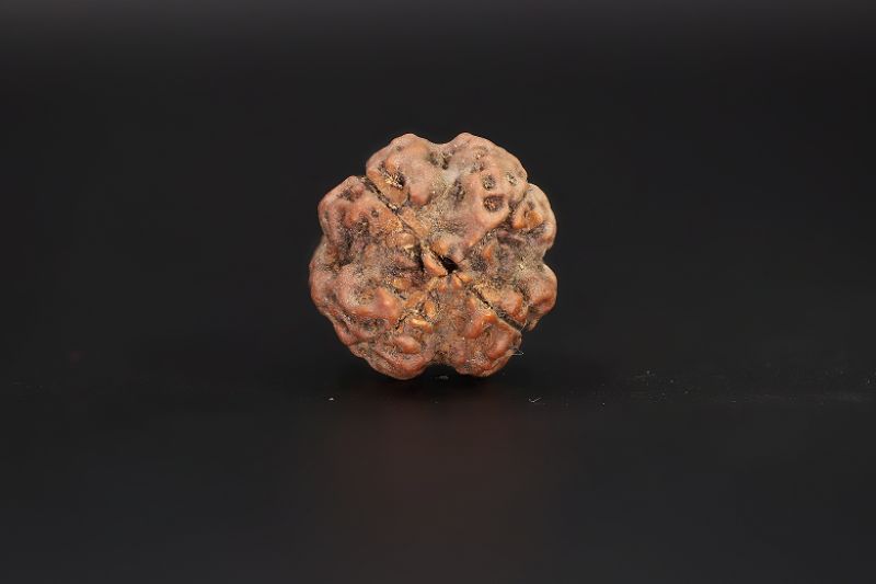 4 Mukhi Rudraksha - 17.8 X 17.79 MM Weight - Origin - Nepal