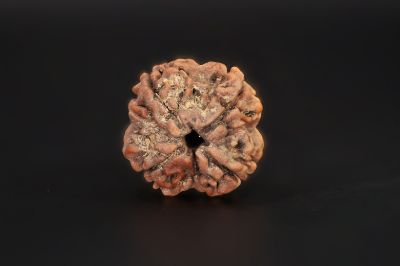 4 Mukhi Rudraksha - 16.28 X 15.56 MM Weight - Origin - Nepal