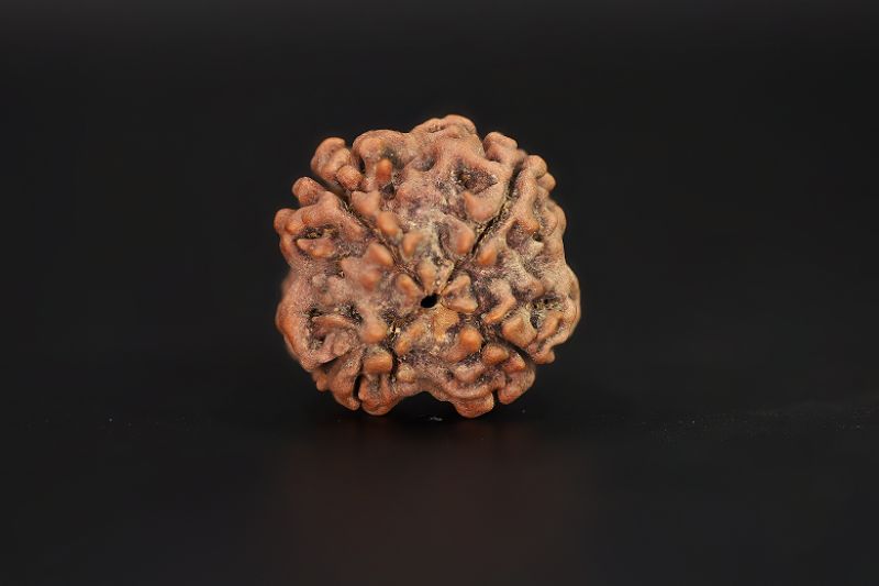 4 Mukhi Rudraksha - 16.28 X 15.56 MM Weight - Origin - Nepal