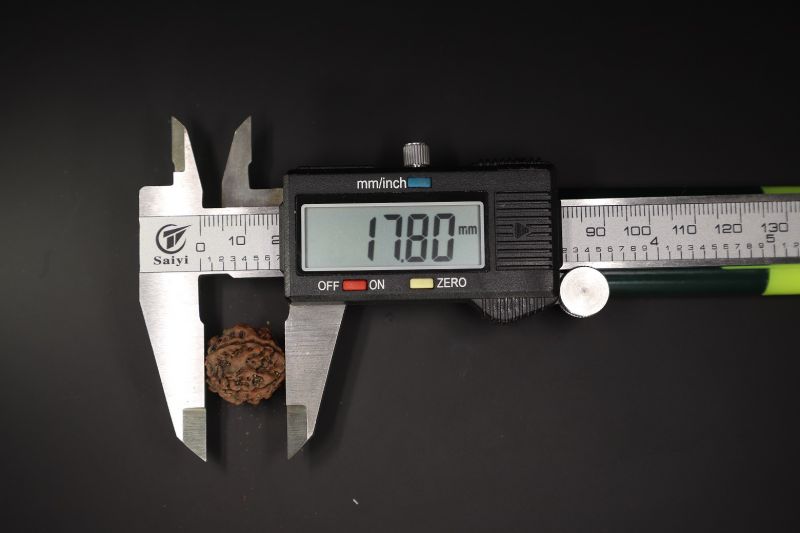 4 Mukhi Rudraksha - 16.28 X 15.56 MM Weight - Origin - Nepal