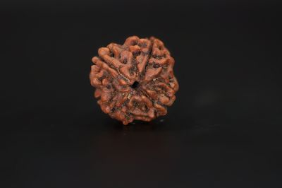 Rudraksha 4 Mukhi  Brown - 17.84 X 17.65 MM Weight - Origin - Nepal