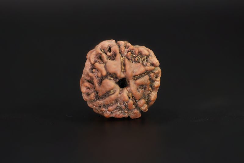 Rudraksha 4 Mukhi  Brown - 16.81 X 17.24 MM Weight - Origin - Nepal
