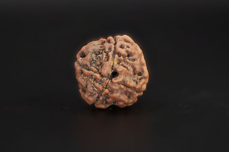 Rudraksha 4 Mukhi  Brown - 16.81 X 17.24 MM Weight - Origin - Nepal