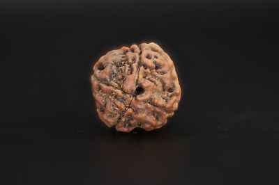 Rudraksha 4 Mukhi  Brown - 16.81 X 17.24 MM Weight - Origin - Nepal