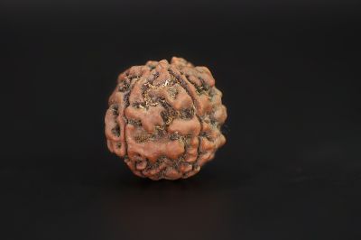 Rudraksha 4 Mukhi  Brown - 16.81 X 17.24 MM Weight - Origin - Nepal