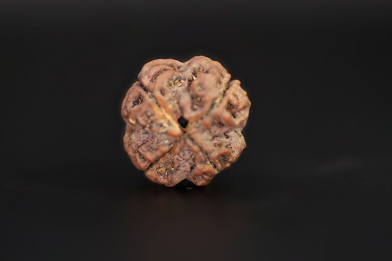 Rudraksha 4 Mukhi  Brown - 18.06 X 18.21 MM Weight - Origin - Nepal