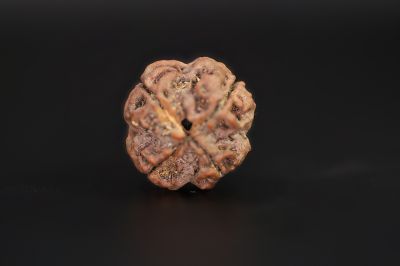 Rudraksha 4 Mukhi  Brown - 18.06 X 18.21 MM Weight - Origin - Nepal