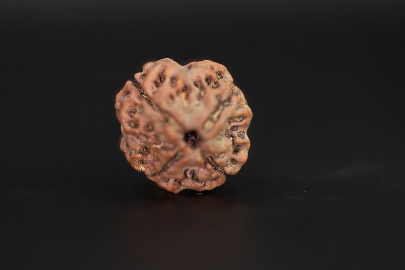 Rudraksha 4 Mukhi  Brown - 18.06 X 18.21 MM Weight - Origin - Nepal