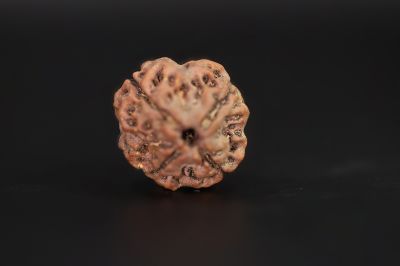 Rudraksha 4 Mukhi  Brown - 18.06 X 18.21 MM Weight - Origin - Nepal