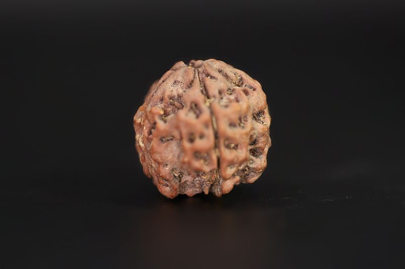 Rudraksha 4 Mukhi  Brown - 18.06 X 18.21 MM Weight - Origin - Nepal